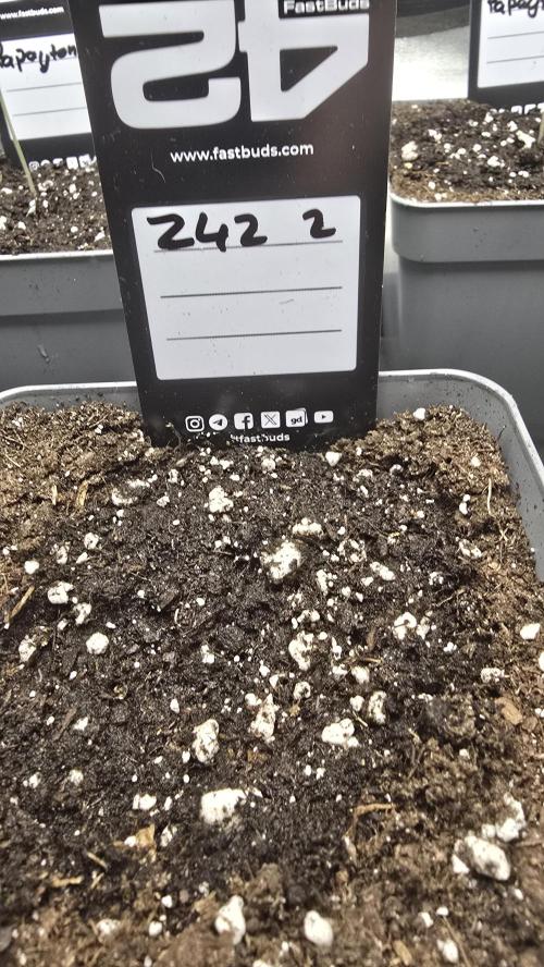 Z42 phenohunt. Week 0