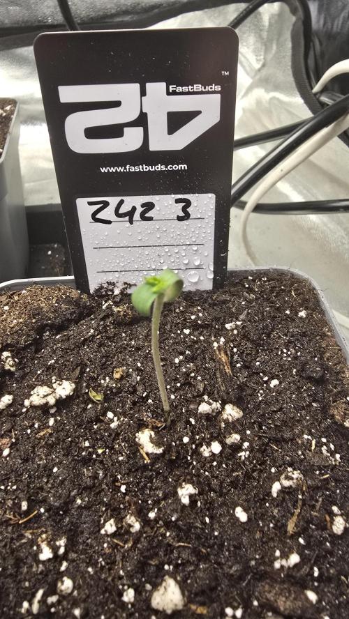 Z42 phenohunt. Week 0