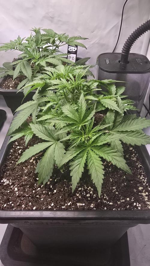 Gorilla Cookies Auto phenohunt #1. Week 3
