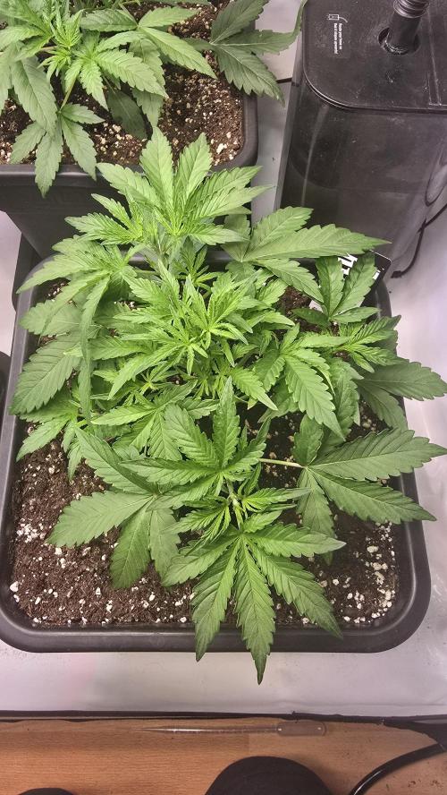 Gorilla Cookies Auto phenohunt #1. Week 3