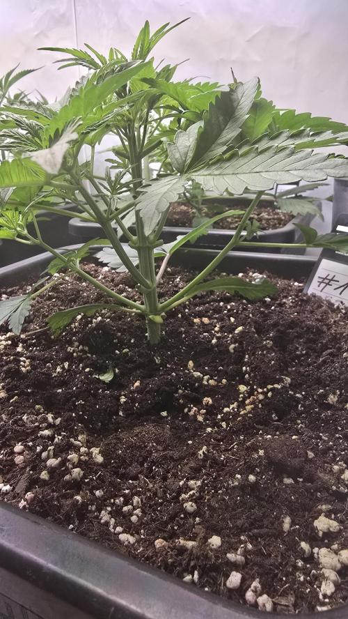 Gorilla Cookies Auto phenohunt #1. Week 3