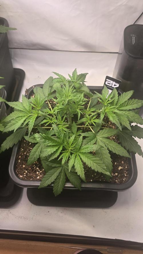 Gorilla Cookies Auto phenohunt #2. Week 3