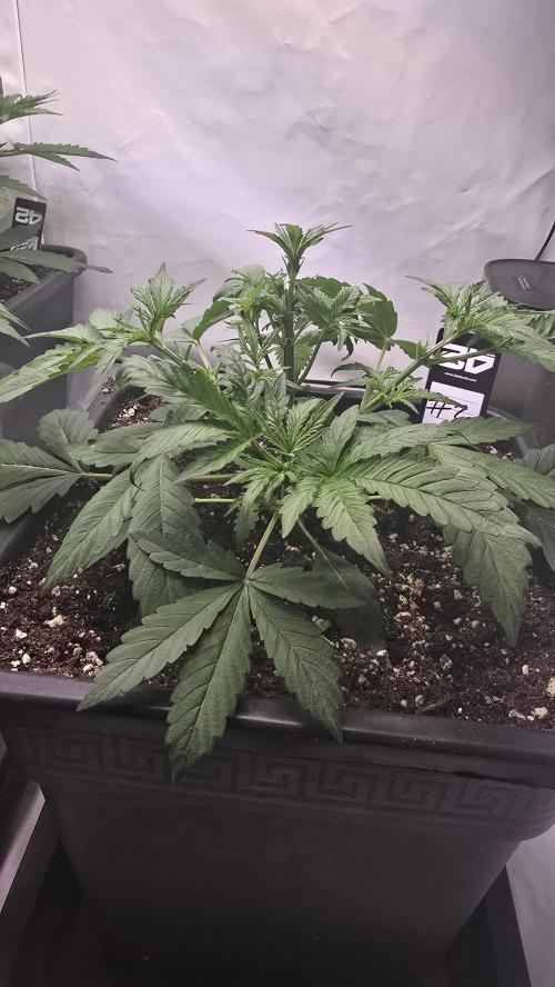 Gorilla Cookies Auto phenohunt #2. Week 3