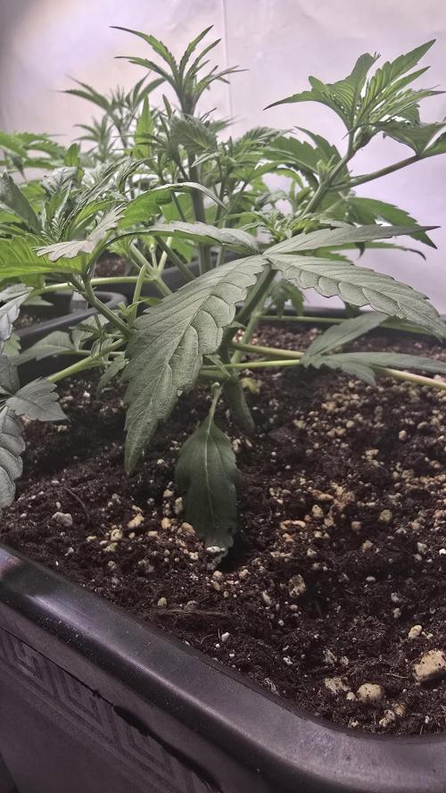 Gorilla Cookies Auto phenohunt #2. Week 3