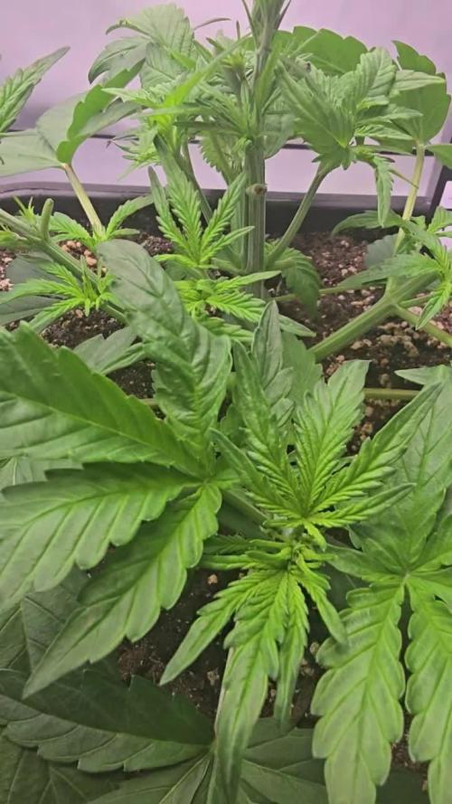 Gorilla Cookies Auto phenohunt #2
