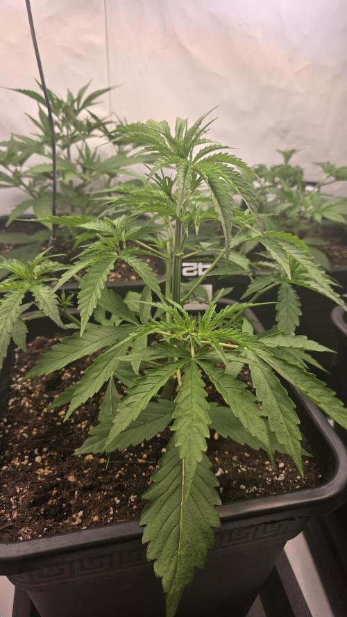 Gorilla Cookies Auto phenohunt #3. Week 3