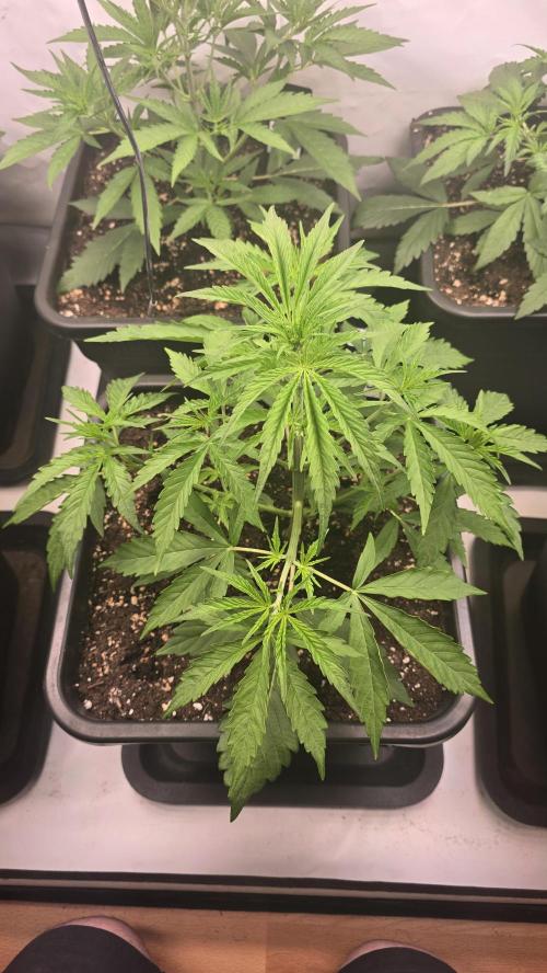 Gorilla Cookies Auto phenohunt #3. Week 3