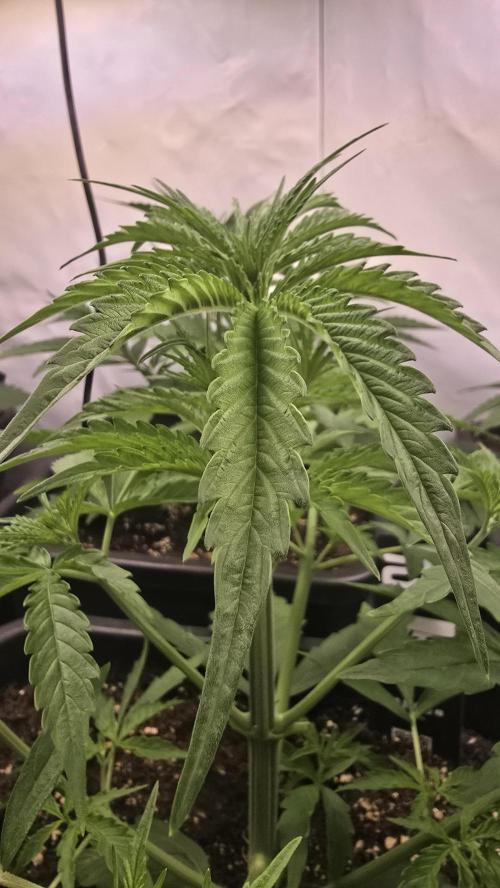 Gorilla Cookies Auto phenohunt #3. Week 3