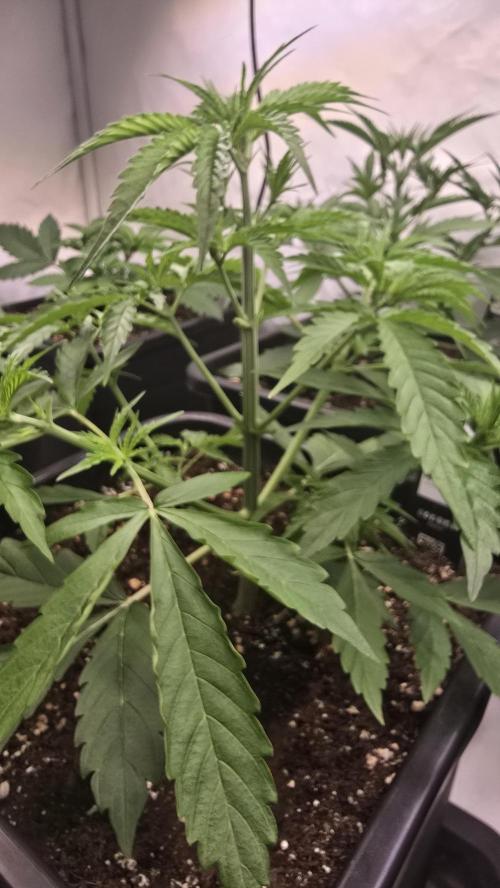 Gorilla Cookies Auto phenohunt #3. Week 3
