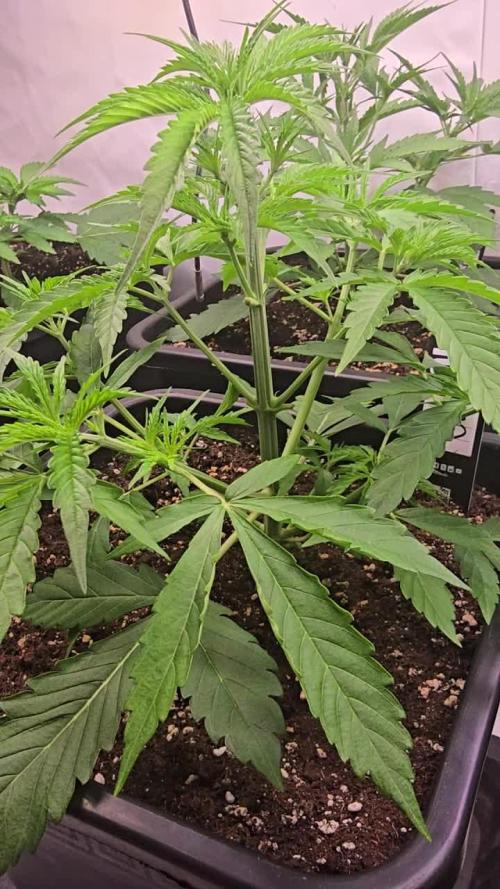 Gorilla Cookies Auto phenohunt #3