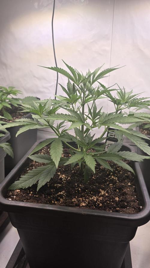 Gorilla Cookies Auto phenohunt #4. Week 3