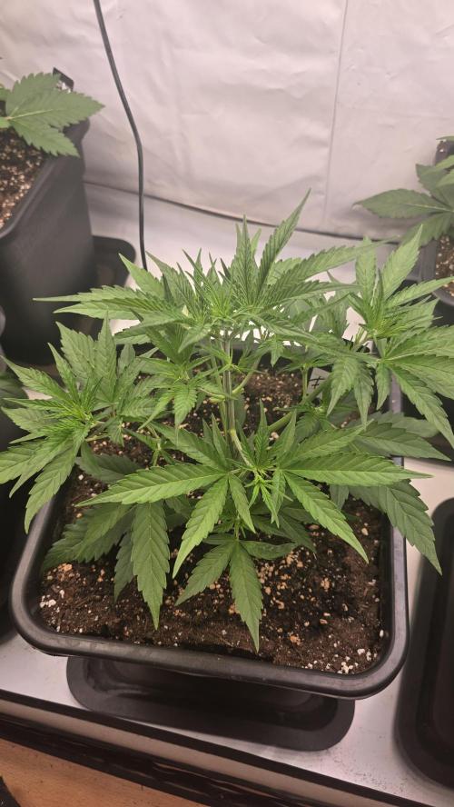 Gorilla Cookies Auto phenohunt #4. Week 3