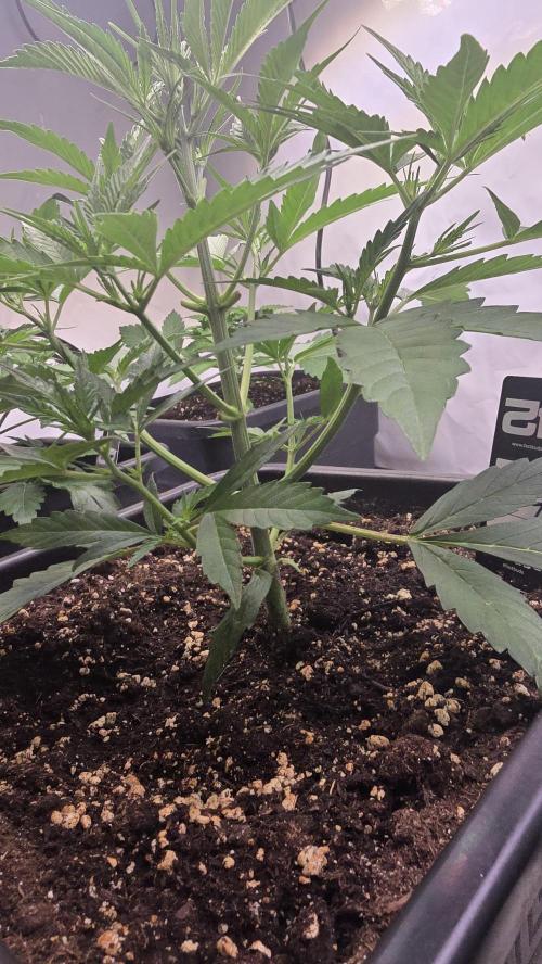 Gorilla Cookies Auto phenohunt #4. Week 3