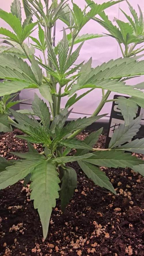 Gorilla Cookies Auto phenohunt #4