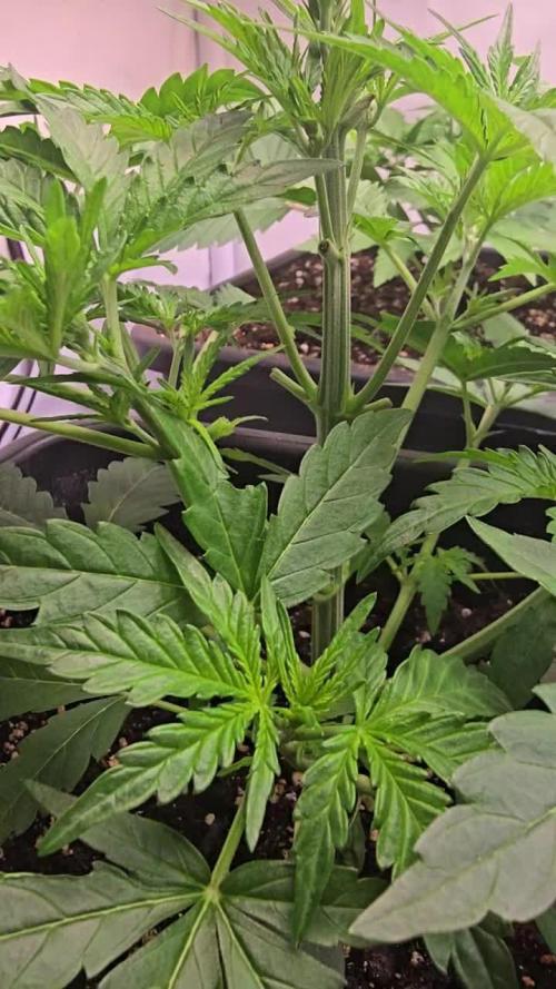 Gorilla Cookies Auto phenohunt #5