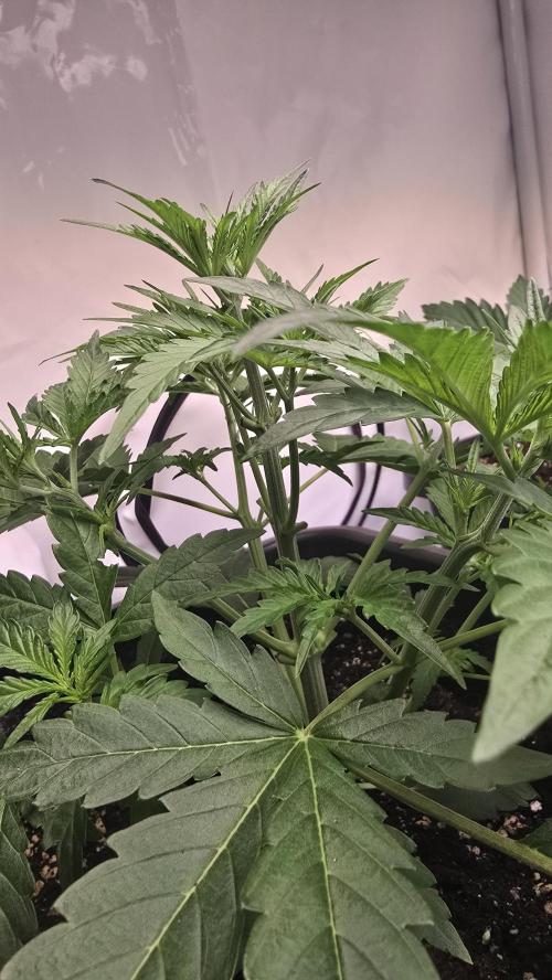 Gorilla Cookies Auto phenohunt #5. Week 3