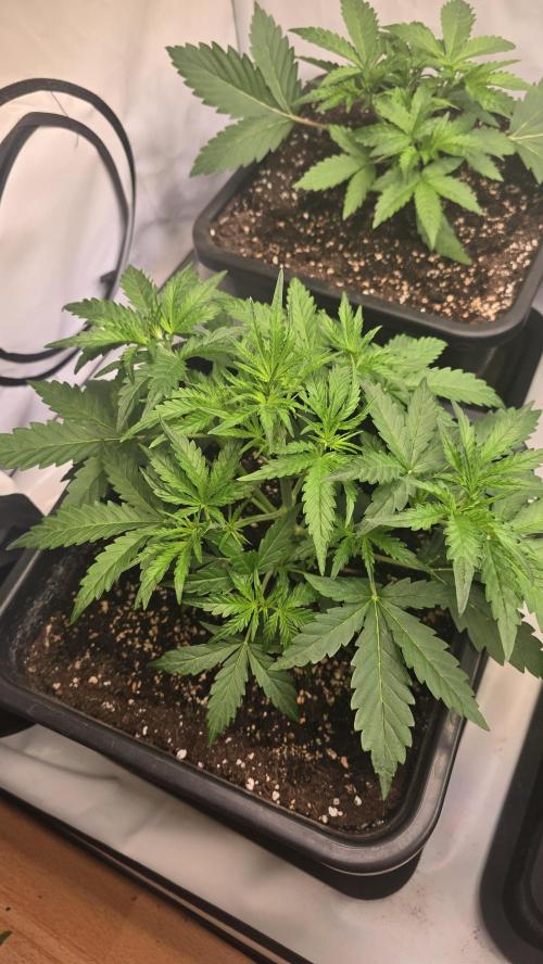 Gorilla Cookies Auto phenohunt #5. Week 3