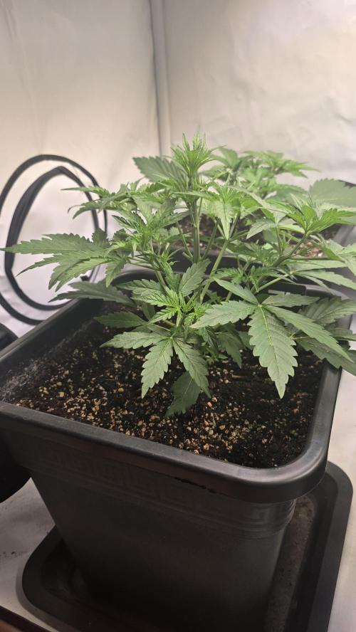 Gorilla Cookies Auto phenohunt #5. Week 3