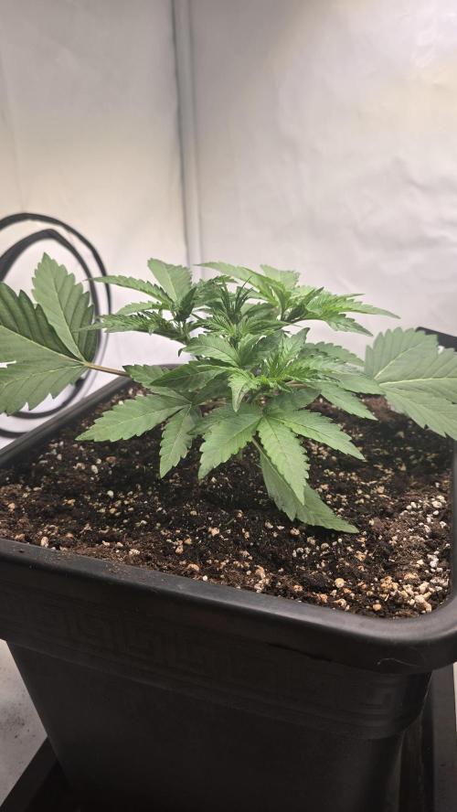 Gorilla Cookies Auto phenohunt #6. Week 3