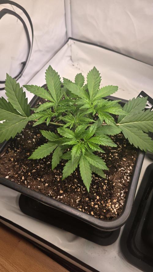 Gorilla Cookies Auto phenohunt #6. Week 3