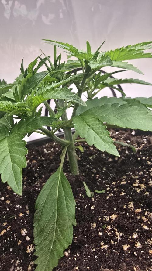 Gorilla Cookies Auto phenohunt #6. Week 3