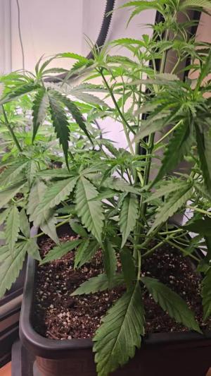 Comment by ThatsmyGrow photo #1