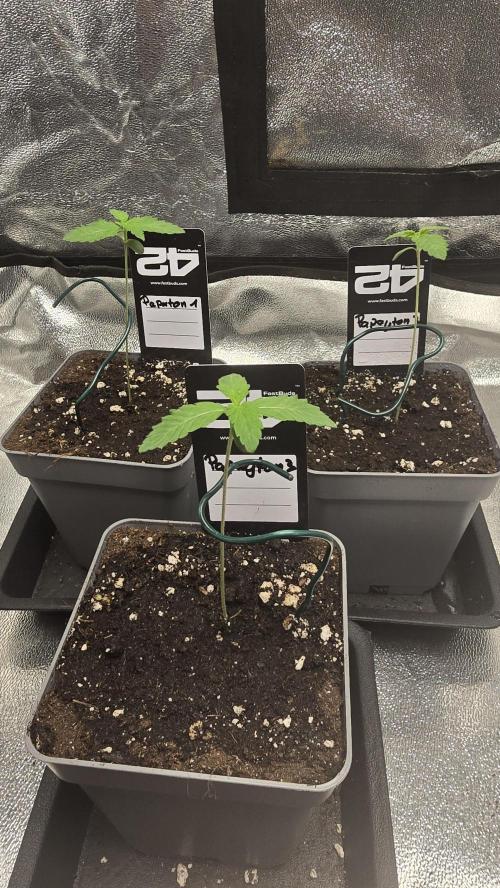 Papayton phenohunt. Week 1
