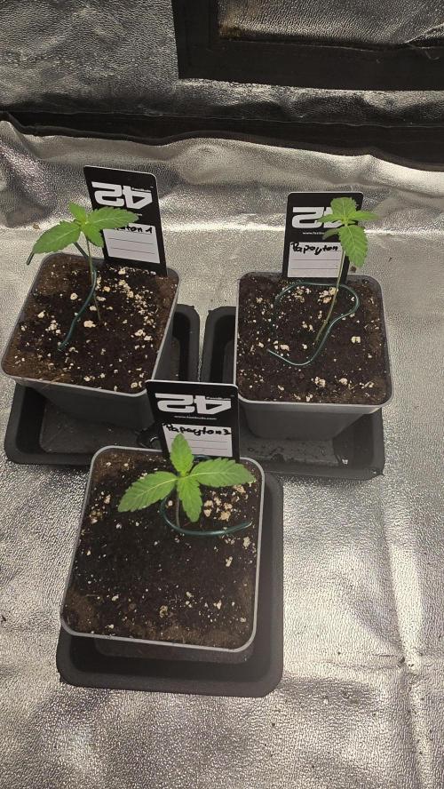 Papayton phenohunt. Week 1