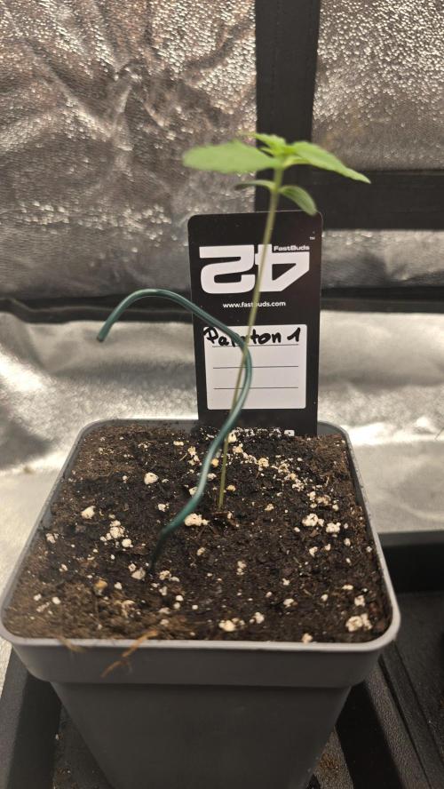 Papayton phenohunt. Week 1