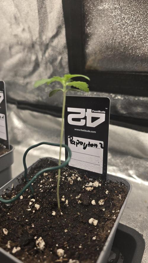 Papayton phenohunt. Week 1