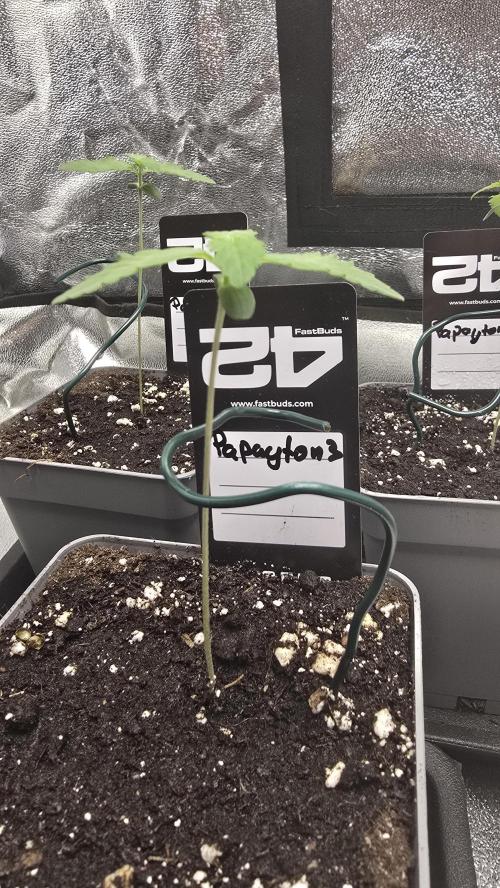 Papayton phenohunt. Week 1