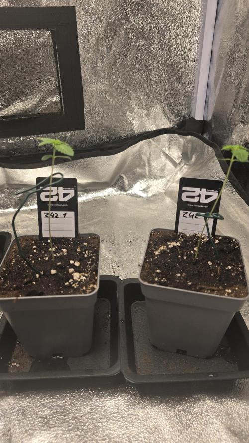 Z42 phenohunt. Week 1