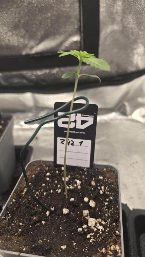 Z42 phenohunt. Week 1