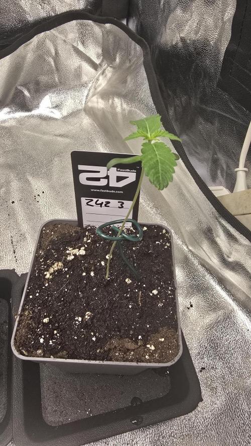 Z42 phenohunt. Week 1
