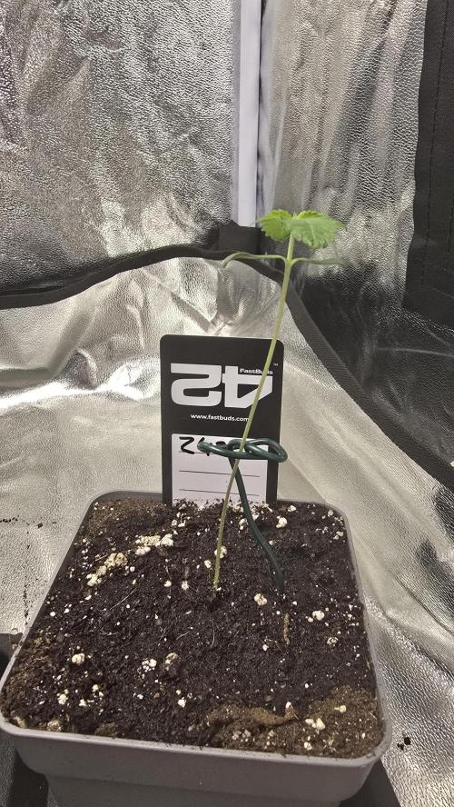 Z42 phenohunt. Week 1