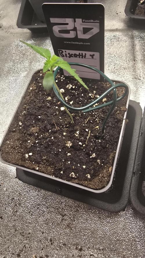 Biscotti Gelato phenohunt. Week 1