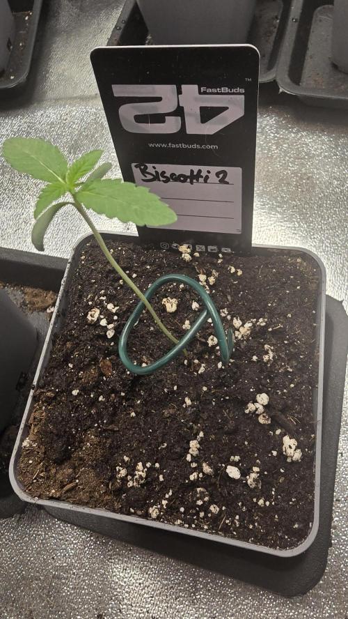 Biscotti Gelato phenohunt. Week 1