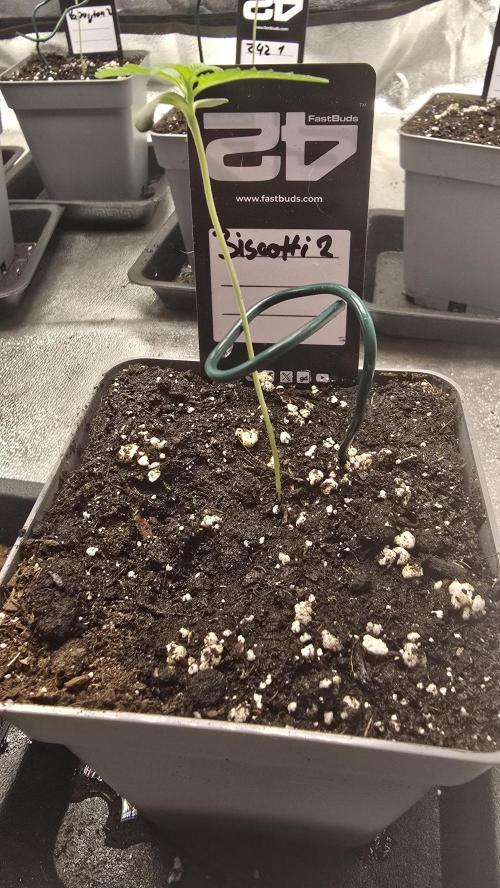 Biscotti Gelato phenohunt. Week 1