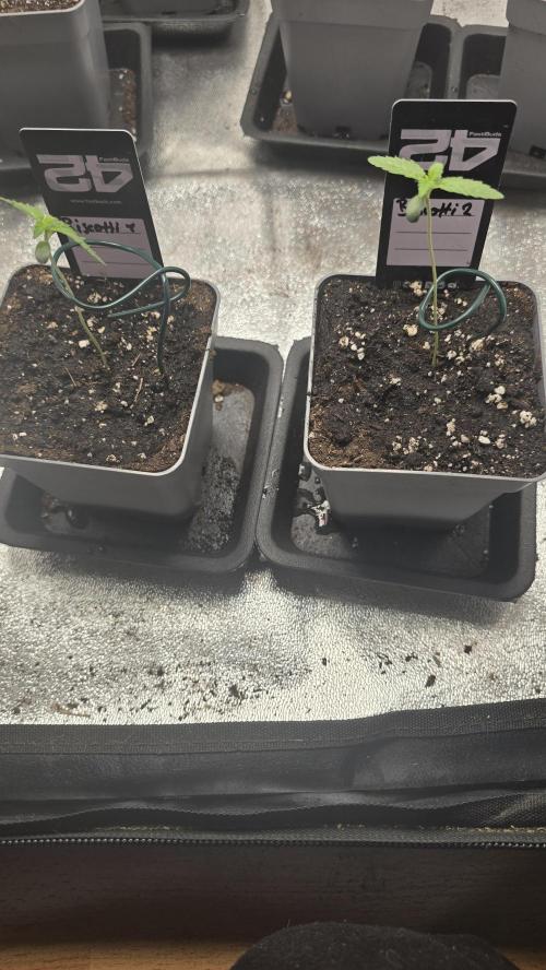 Biscotti Gelato phenohunt. Week 1