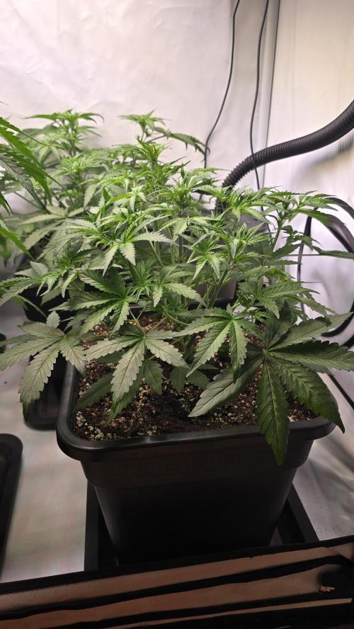 Gorilla Cookies Auto phenohunt #1. Week 4