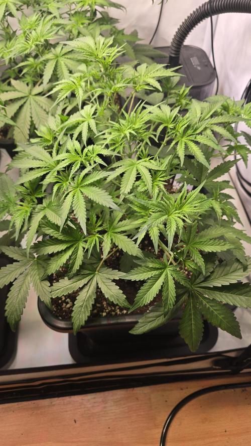 Gorilla Cookies Auto phenohunt #1. Week 4