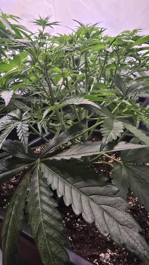 Gorilla Cookies Auto phenohunt #1. Week 4
