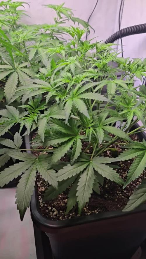 Gorilla Cookies Auto phenohunt #1