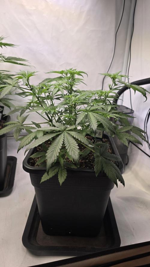 Gorilla Cookies Auto phenohunt #2. Week 4