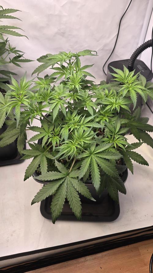 Gorilla Cookies Auto phenohunt #2. Week 4