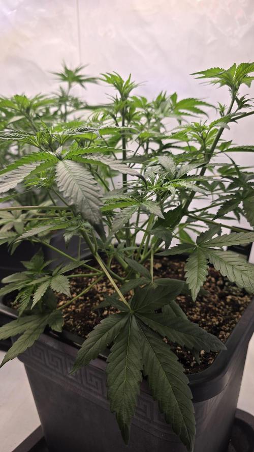 Gorilla Cookies Auto phenohunt #2. Week 4