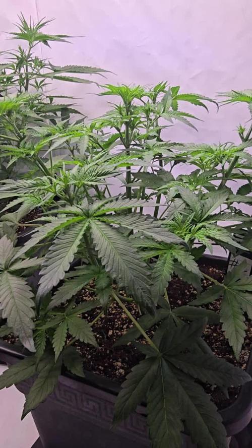 Gorilla Cookies Auto phenohunt #2
