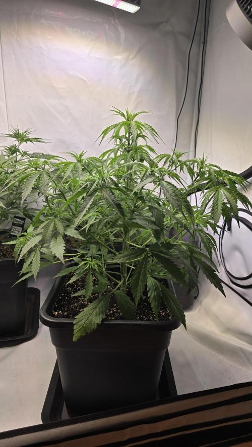 Gorilla Cookies Auto phenohunt #3. Week 4