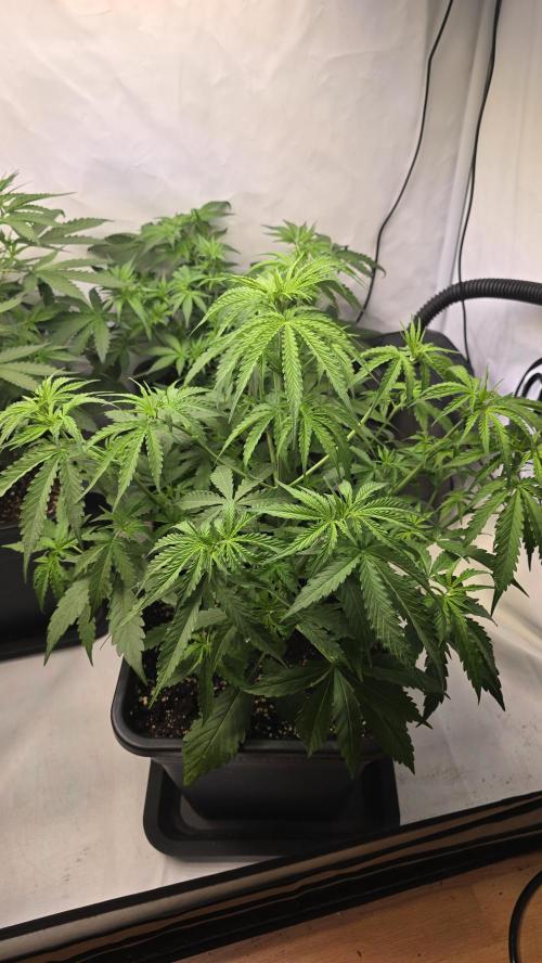 Gorilla Cookies Auto phenohunt #3. Week 4