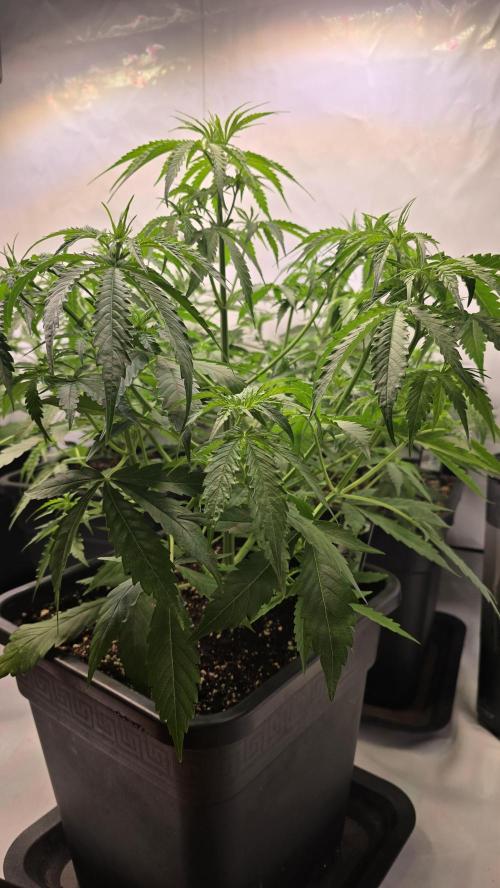 Gorilla Cookies Auto phenohunt #3. Week 4
